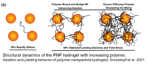 Structural dynamics of the PNP hydrogel with increasing polymer